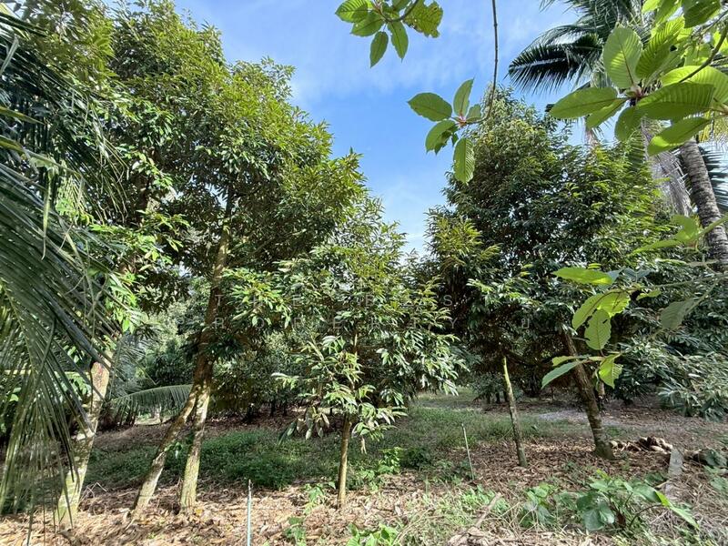 For Sale - ที่ดินท่าแซะ ชุมพร, Chumphon