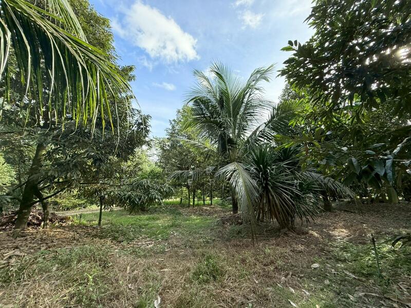 For Sale - ที่ดินท่าแซะ ชุมพร, Chumphon