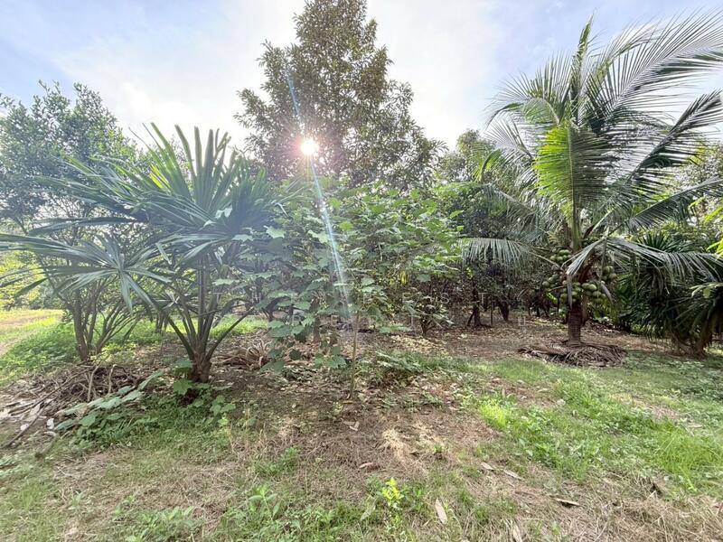 For Sale - ที่ดินท่าแซะ ชุมพร, Chumphon