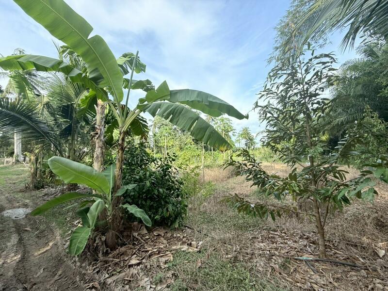 For Sale - ที่ดินท่าแซะ ชุมพร, Chumphon