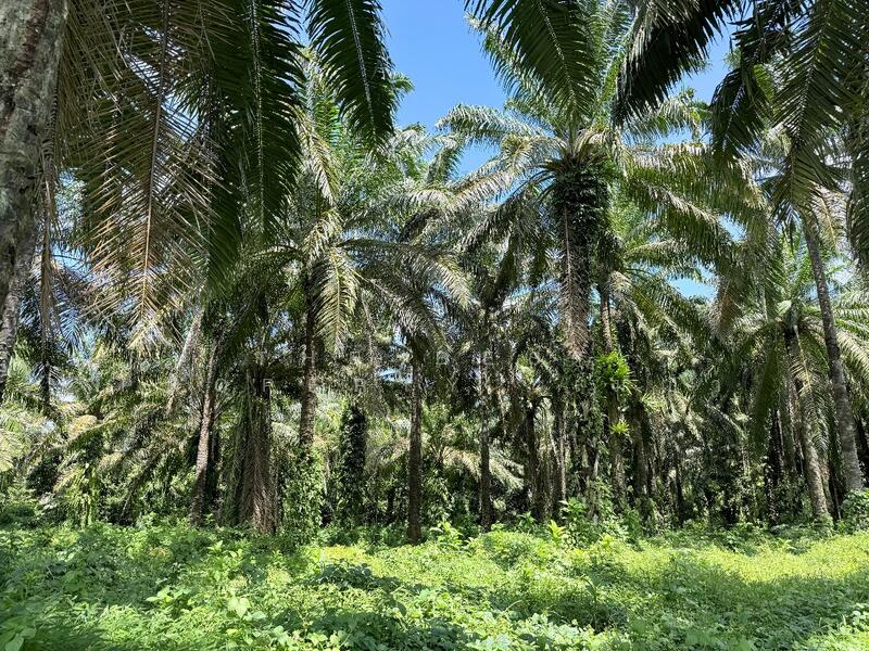 ขาย - ที่ดินท่าแซะ ชุมพร, ชุมพร