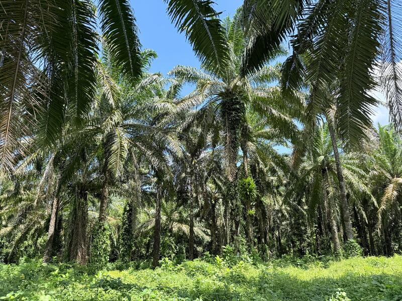 ขาย - ที่ดินท่าแซะ ชุมพร, ชุมพร