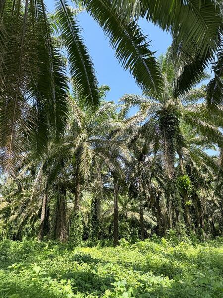 ขาย - ที่ดินท่าแซะ ชุมพร, ชุมพร