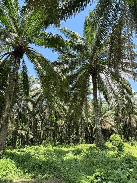 ขาย - ที่ดินท่าแซะ ชุมพร, ชุมพร