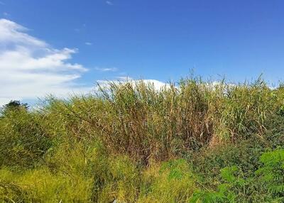 ขาย - ที่ดินวัดไทร นครสวรรค์, นครสวรรค์