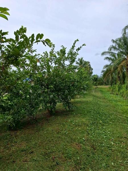 ขาย - ที่ดินพร้อมสิ่งปลูกสร้างบางจาก นครศรีธรรมราช, นครศรีธรรมราช