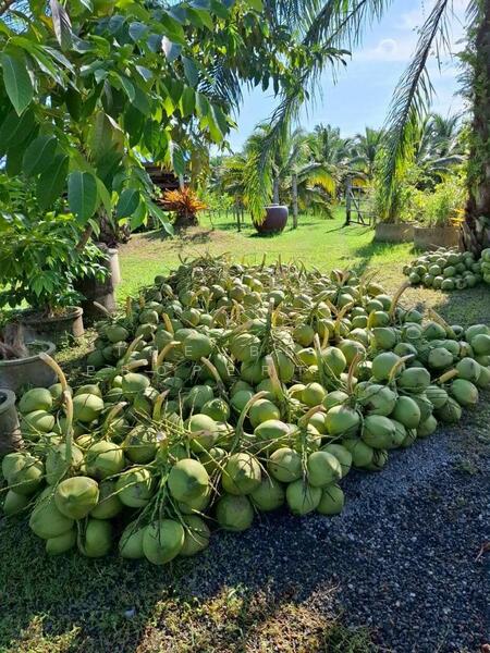 ขาย - ที่ดินพร้อมสิ่งปลูกสร้างบางจาก นครศรีธรรมราช, นครศรีธรรมราช