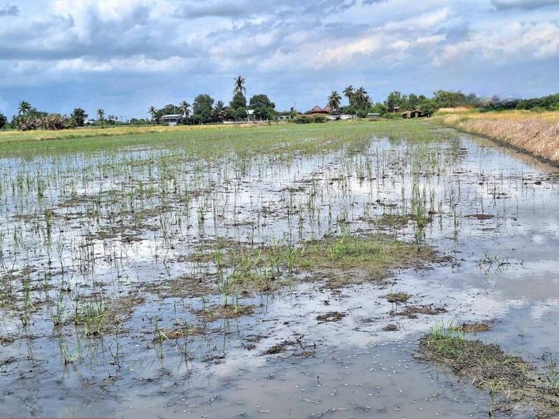 ขาย - ที่ดินโคกโคเฒ่า สุพรรณบุรี, สุพรรณบุรี