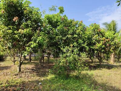 ขาย - ขายที่ดินโคกปีบ 1 ไร่ ถมแล้วที่สวน ติดโรงเรียนวัดสระมะเขือ อ.ศรีมโหสถ, ปราจีนบุรี