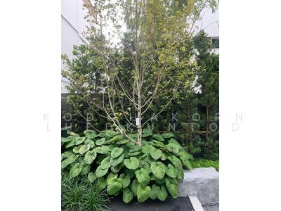 ขาย - VIVE Rama 9 : วีเว่ พระราม 9, กรุงเทพ