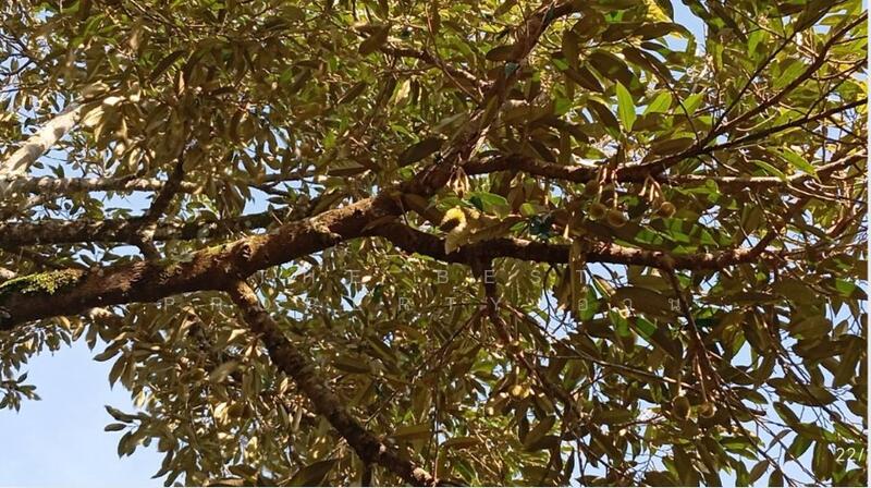 ขาย - ที่ดินพร้อมสิ่งปลูกสร้างมะขาม จันทบุรี, จันทบุรี