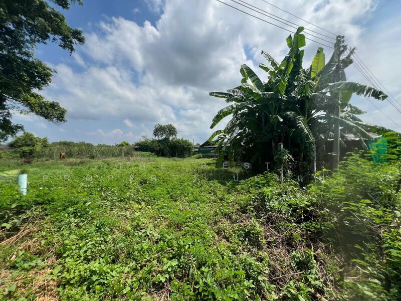 For Sale - ที่ดินสระกะเทียม นครปฐม, Nakhon Pathom