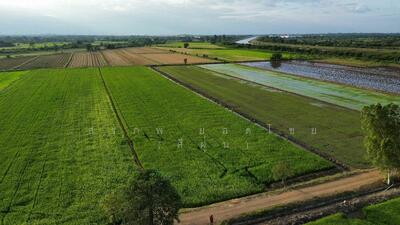 ขาย - ที่นา 23-3-87 ไร่ แปลงสี่เหลี่ยม ใกล้คลองชลประทาน ตำบลบ้านกลับ อำเภอหนองโดน จังหวัดสระบุรี, สระบุรี