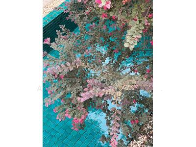 ขาย - Noble Tara Pattanakarn : โนเบิล ทารา พัฒนาการ, กรุงเทพ