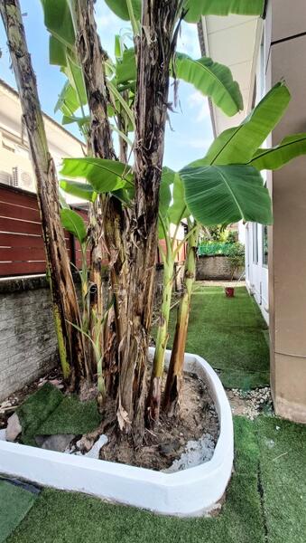 ให้เช่า - Atoll Maldives Palms : เอโทล มัลดีฟส์ ปาล์ม, สมุทรปราการ