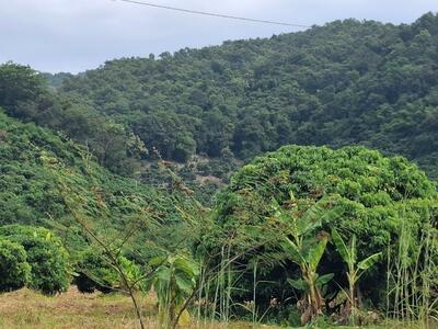 ขาย - ที่ดินเทิง เชียงราย, เชียงราย