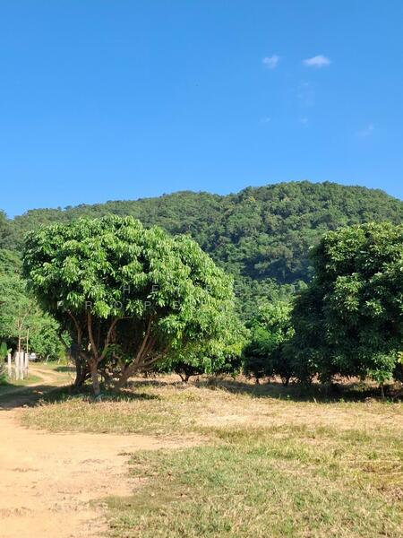 ขาย - ที่ดินเทิง เชียงราย, เชียงราย