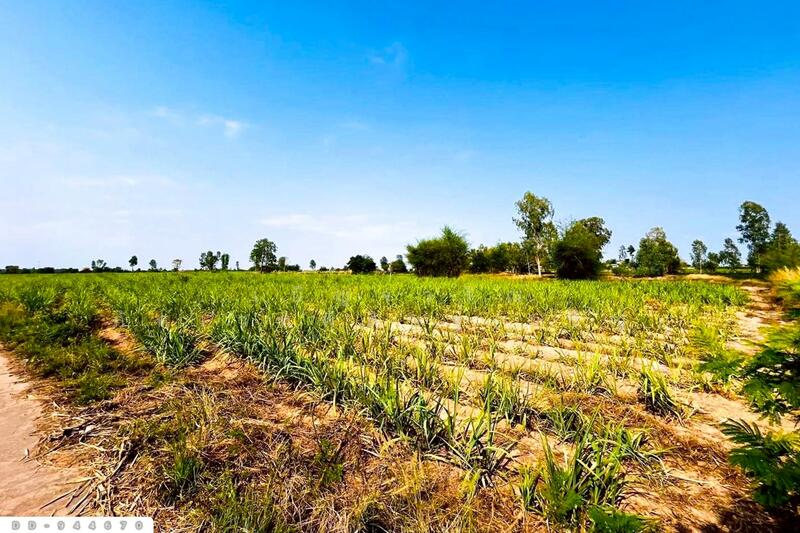 For Sale - DD-944670 Land in Khok Klang, 45 rai, 387 sq wah, Non Sa-at, Udon Thani, Udon Thani