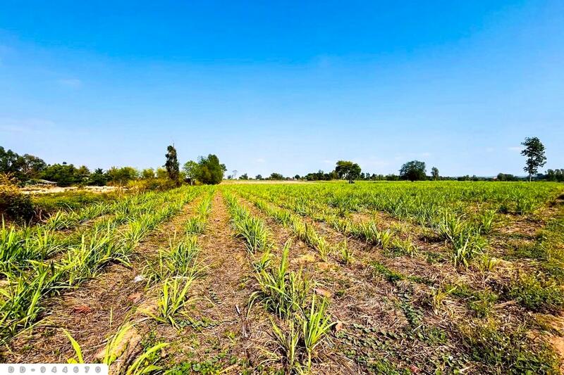 For Sale - DD-944670 Land in Khok Klang, 45 rai, 387 sq wah, Non Sa-at, Udon Thani, Udon Thani