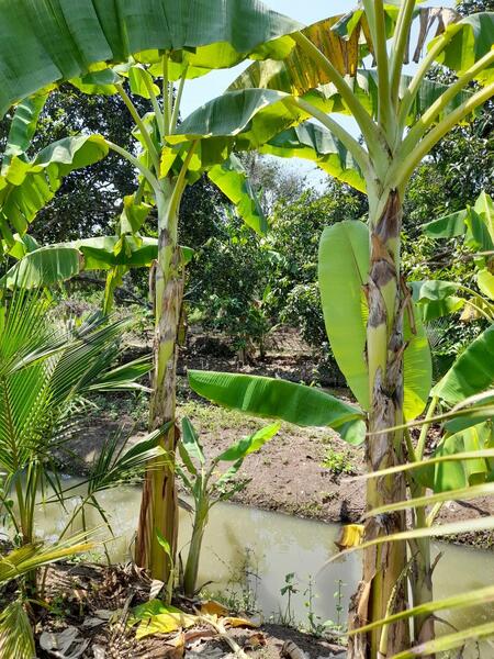 ขาย - C168-TNK217 ขายที่ดินพร้อมสวน ขนาด 8 ไร่ 2 งาน 28 ตารางวา - ใกล้รพ.ราชบุรี 5.8 กม. ถนน 4 เลนหน้าสวน, ราชบุรี