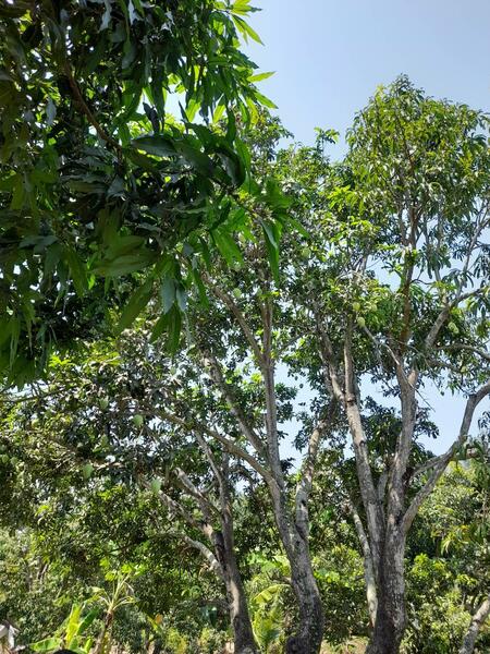 For Sale - C168-TNK217 ขายที่ดินพร้อมสวน ขนาด 8 ไร่ 2 งาน 28 ตารางวา - ใกล้รพ.ราชบุรี 5.8 กม. ถนน 4 เลนหน้าสวน, Ratchaburi