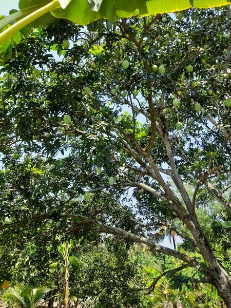 ขาย - C168-TNK217 ขายที่ดินพร้อมสวน ขนาด 8 ไร่ 2 งาน 28 ตารางวา - ใกล้รพ.ราชบุรี 5.8 กม. ถนน 4 เลนหน้าสวน, ราชบุรี