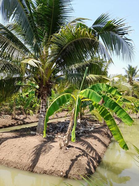 For Sale - C168-TNK217 ขายที่ดินพร้อมสวน ขนาด 8 ไร่ 2 งาน 28 ตารางวา - ใกล้รพ.ราชบุรี 5.8 กม. ถนน 4 เลนหน้าสวน, Ratchaburi