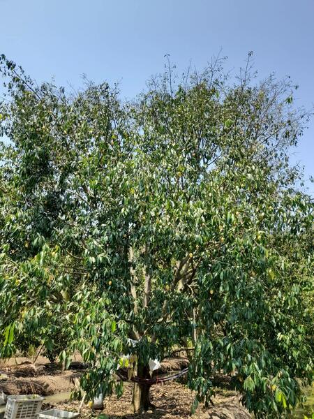 For Sale - C168-TNK217 ขายที่ดินพร้อมสวน ขนาด 8 ไร่ 2 งาน 28 ตารางวา - ใกล้รพ.ราชบุรี 5.8 กม. ถนน 4 เลนหน้าสวน, Ratchaburi