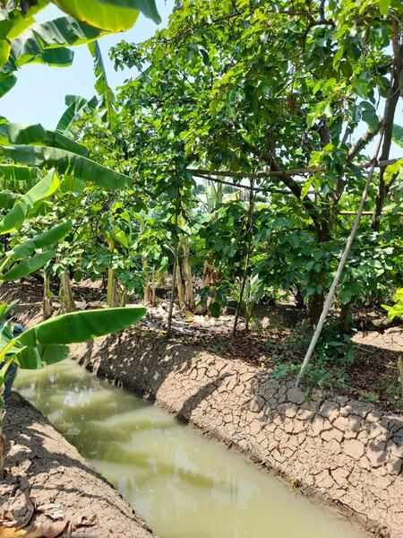 For Sale - C168-TNK217 ขายที่ดินพร้อมสวน ขนาด 8 ไร่ 2 งาน 28 ตารางวา - ใกล้รพ.ราชบุรี 5.8 กม. ถนน 4 เลนหน้าสวน, Ratchaburi