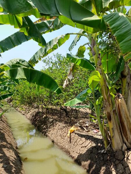 ขาย - C168-TNK217 ขายที่ดินพร้อมสวน ขนาด 8 ไร่ 2 งาน 28 ตารางวา - ใกล้รพ.ราชบุรี 5.8 กม. ถนน 4 เลนหน้าสวน, ราชบุรี