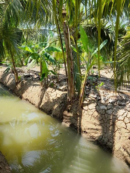 ขาย - C168-TNK217 ขายที่ดินพร้อมสวน ขนาด 8 ไร่ 2 งาน 28 ตารางวา - ใกล้รพ.ราชบุรี 5.8 กม. ถนน 4 เลนหน้าสวน, ราชบุรี