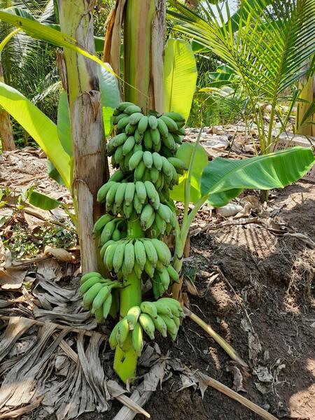 For Sale - C168-TNK217 ขายที่ดินพร้อมสวน ขนาด 8 ไร่ 2 งาน 28 ตารางวา - ใกล้รพ.ราชบุรี 5.8 กม. ถนน 4 เลนหน้าสวน, Ratchaburi