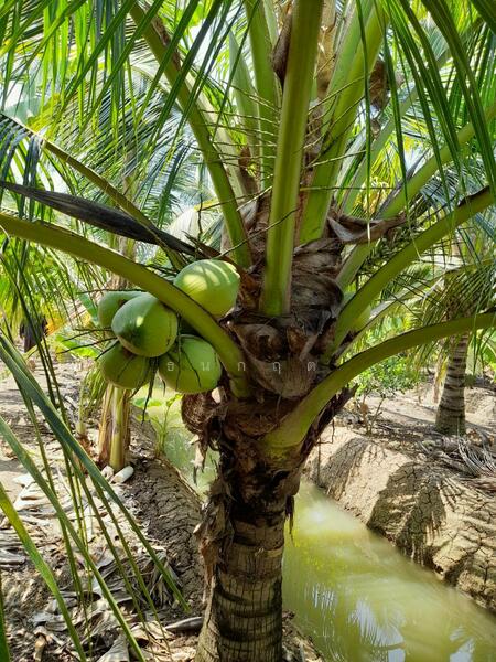 For Sale - C168-TNK217 ขายที่ดินพร้อมสวน ขนาด 8 ไร่ 2 งาน 28 ตารางวา - ใกล้รพ.ราชบุรี 5.8 กม. ถนน 4 เลนหน้าสวน, Ratchaburi