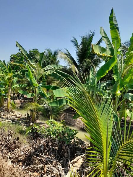 For Sale - C168-TNK217 ขายที่ดินพร้อมสวน ขนาด 8 ไร่ 2 งาน 28 ตารางวา - ใกล้รพ.ราชบุรี 5.8 กม. ถนน 4 เลนหน้าสวน, Ratchaburi