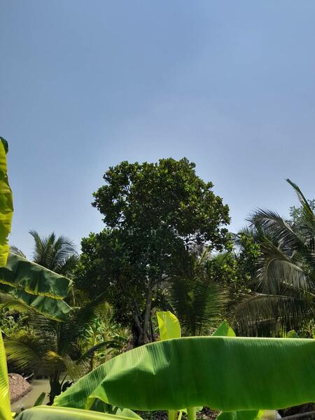 For Sale - C168-TNK217 ขายที่ดินพร้อมสวน ขนาด 8 ไร่ 2 งาน 28 ตารางวา - ใกล้รพ.ราชบุรี 5.8 กม. ถนน 4 เลนหน้าสวน, Ratchaburi