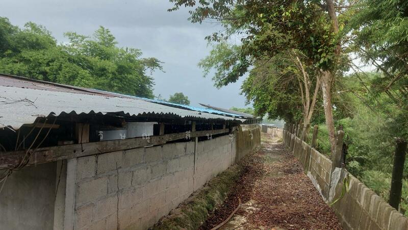 ขาย - ขายที่ดินขนาดใหญ่ 17 ไร่ 3 งาน 66.8 ตรว.พร้อมฟาร์มสุกร บ่อปลา หนองคาย, หนองคาย