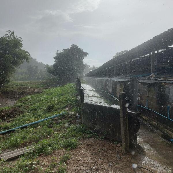 ขาย - ขายที่ดินขนาดใหญ่ 17 ไร่ 3 งาน 66.8 ตรว.พร้อมฟาร์มสุกร บ่อปลา หนองคาย, หนองคาย