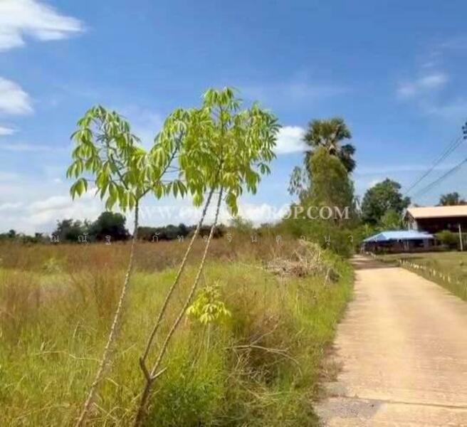 ขาย - ถนนพิษณุโลก-หล่มสัก ต.วังทอง อ.วังทอง จ.พิษณุโลก, พิษณุโลก