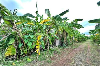 ขาย - ขายที่ดิน 124ตร.ว. คลองถนน กาญจนาภิเษก บางใหญ่ นนทบุรี, นนทบุรี