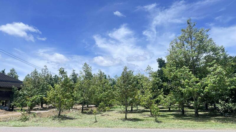 For Sale - ที่ดินท่าใหม่ จันทบุรี, Chanthaburi