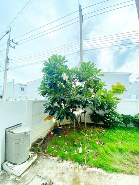 ให้เช่า - หาไม่เจอ, ปทุมธานี