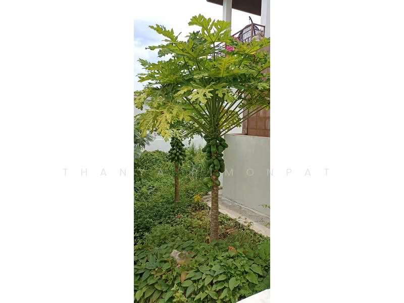 Sea View Villa at Maret for Sale, Surat Thani, Maret, Ko Samui, Surat Thani, 4 Bedrooms, 350 sqm, Villa For Sale, by Thanya Pimonpat, 60252828 - DDproperty.com