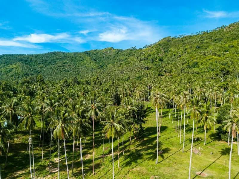 วิลล่า 3 ห้องนอน ให้เช่า ในทำเล เกาะสมุย, สุราษฎร์ธานี, สุราษฎร์ธานี, มะเร็ต, เกาะสมุย, สุราษฎร์ธานี, 120 ตร.ม., วิลล่า ให้เช่า, โดย Thanya Pimonpat, 60252875 - DDproperty.com