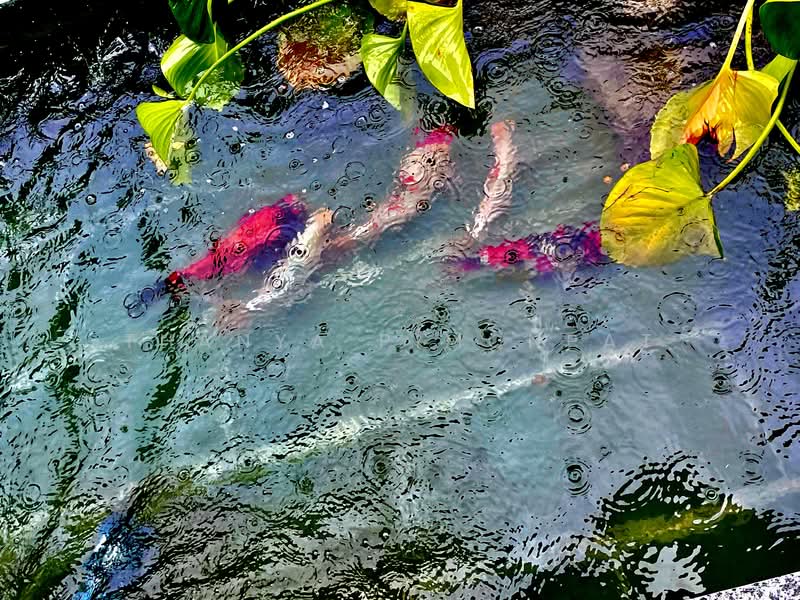 Luxurious and Homey Sea View Villa, Surat Thani, Mae Nam, Ko Samui, Surat Thani, 4 Bedrooms, 450 sqm, Villa For Rent, by Thanya Pimonpat, 60253106 - DDproperty.com