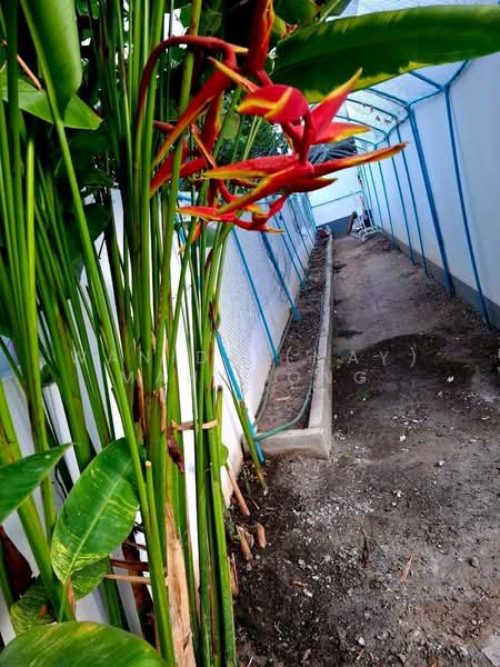 House in Chalong Area for Rent, ภูเก็ต, ฉลอง, เมืองภูเก็ต, ภูเก็ต, 50 ตร.ม., ทาวน์เฮ้าส์ ให้เช่า, โดย Wanida (May) Mahawong, 60256108 - DDproperty.com