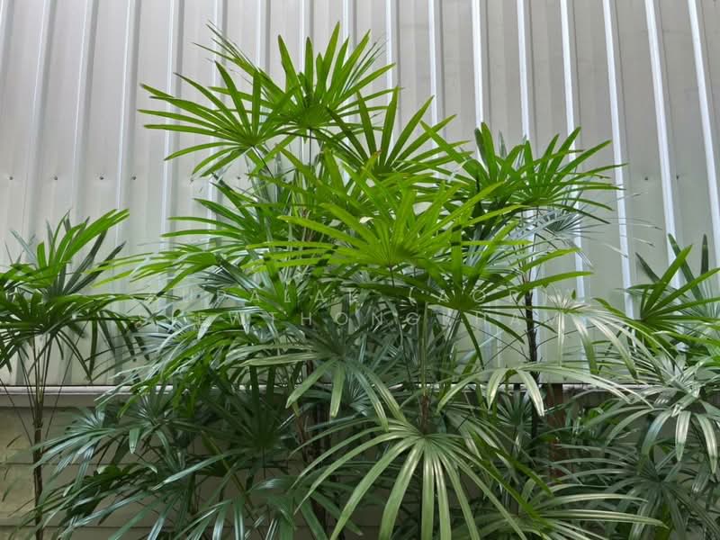 Areeya Mandarina Sukhumvit 77, Bangkok, Sukhumvit 77 Road (On Nut), Suan Luang, Suan Luang, Bangkok, 4 Bedrooms, 230 sqm, Townhouse For Sale, by Sittichai (Ice) Tulyanon, 60257249 - DDproperty.com