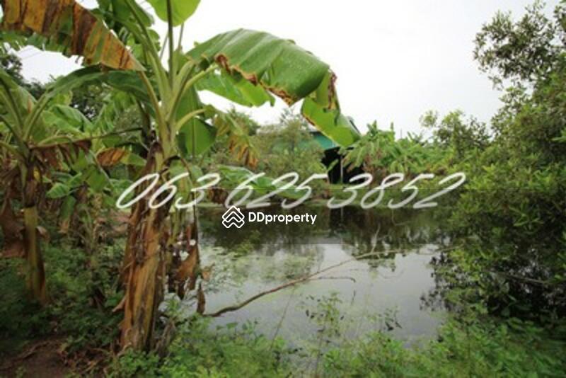 ขายที่ดิน 4 ไร่ พนัสนิคม พร้อมบ้านและสวนกล้วย ใกล้โลตัส ทำเลทอง Land for sale in Phanat Nikhom, 4 ra