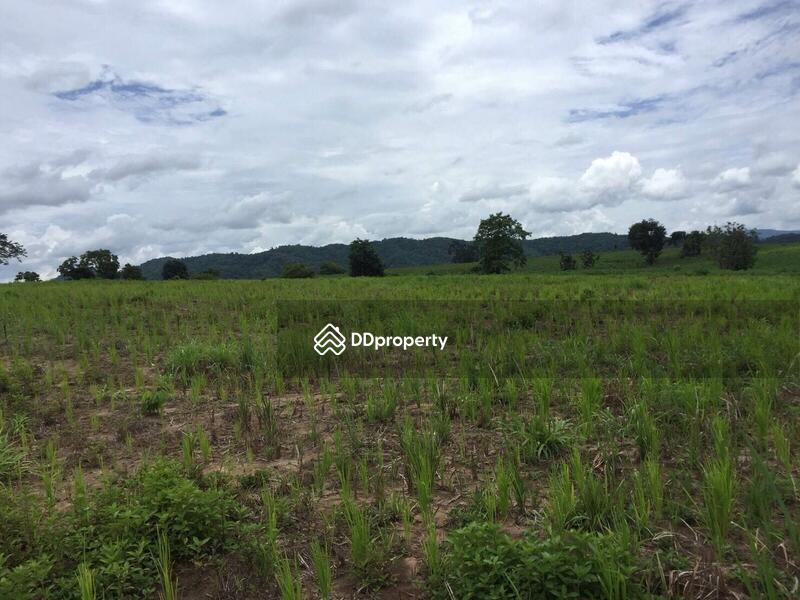 For Sale - ขายที่ดินเปล่า ต.ดงมหาวัน อ.เวียงเชียงรุ้ง จ.เชียงราย เนื้อที่100 ไร่, Chiang Rai