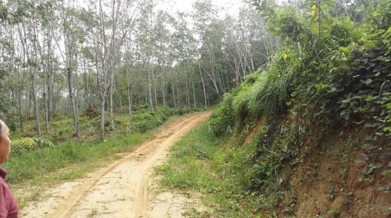 Lowest Price for Ocean View Land in Paklok Phuket, 13 Rai, Astonishing Sunrise View, ป่าคลอก, ถลาง, ภูเก็ต, 20,800 ตร.ม., ที่ดิน ขาย, โดย Sittidach Ritkajorn (Jack ), 6566939 - DDproperty.com