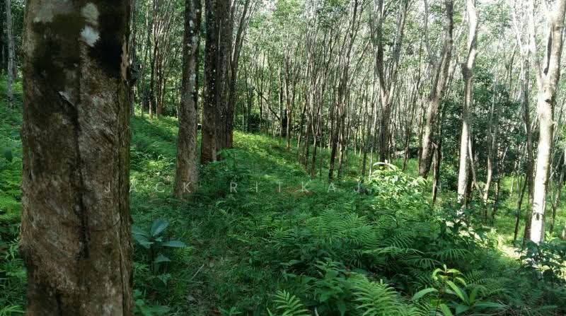 Lowest Price for Ocean View Land in Paklok Phuket, 13 Rai, Astonishing Sunrise View, ป่าคลอก, ถลาง, ภูเก็ต, 20,800 ตร.ม., ที่ดิน ขาย, โดย Sittidach Ritkajorn (Jack ), 6566939 - DDproperty.com
